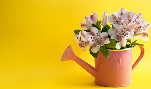 Buquê de astromeria rosa em um regador