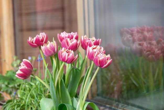 buquê de belas tulipas de duas flores em frente a um vidro de uma janela de baía com reflexo