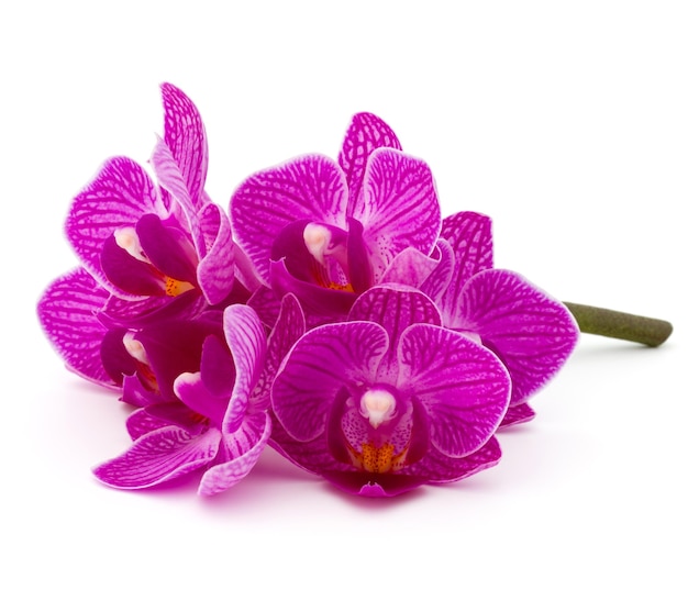Buquê de cabeça de flor de orquídea isolado no recorte de fundo branco