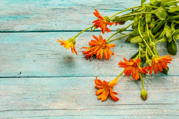 Buquê de calêndula florescendo. Ingrediente saudável para o chá, medicina alternativa