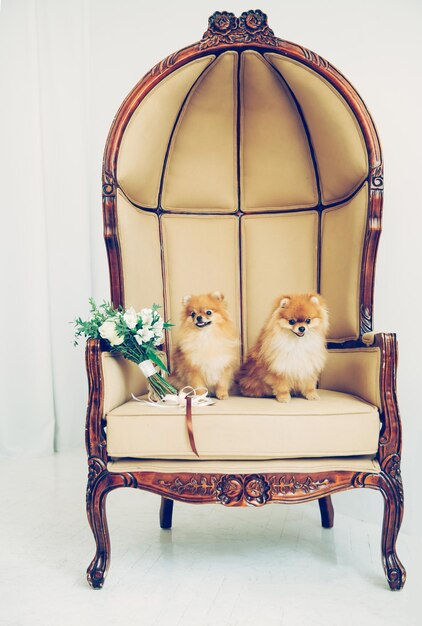 Buquê de casamento e um par de cachorros bonitos sentados no trono. casamento para cachorros