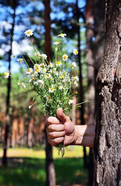 Buquê de chamomiles de campo em uma mão humana