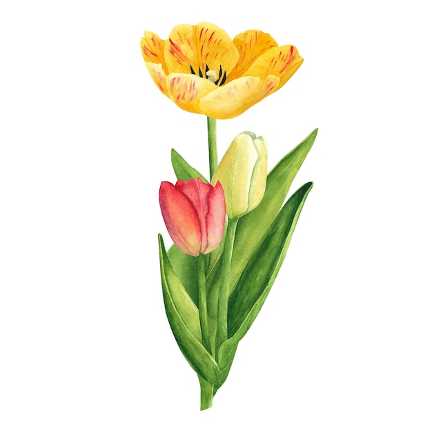 Buquê de cores amarelas e vermelhas de tulipas em fundo branco Ilustração de desenho de mão em aquarela Arte para decoração e design de cartões de impressão tecidos papéis de parede papel de scrapbook e têxteis