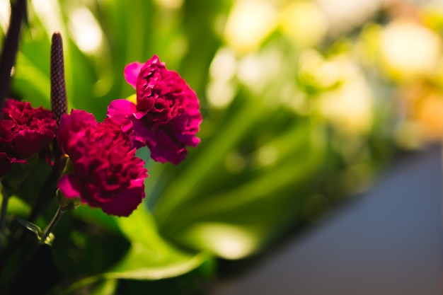 Foto buquê de cravos rosa