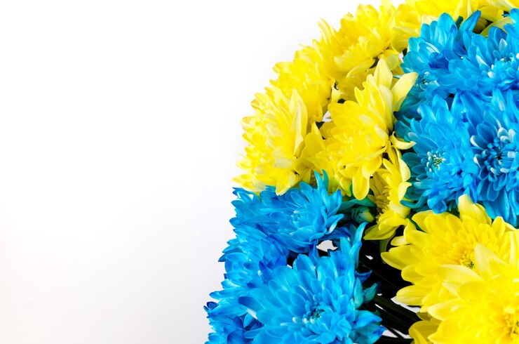 Foto buquê de crisântemos de cores azuis e amarelas