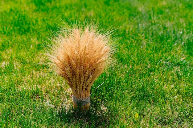 Buquê de espigas de trigo douradas na grama verde