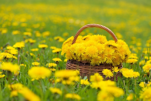 Buquê de flores amarelas dente de leão em uma cesta na luz solar.