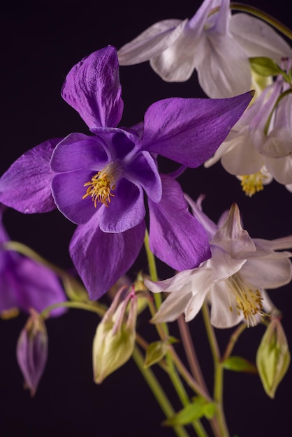 Buquê de flores aquilegia glandulosa contra um papel de parede floral de fundo escuro com aquilegia fl