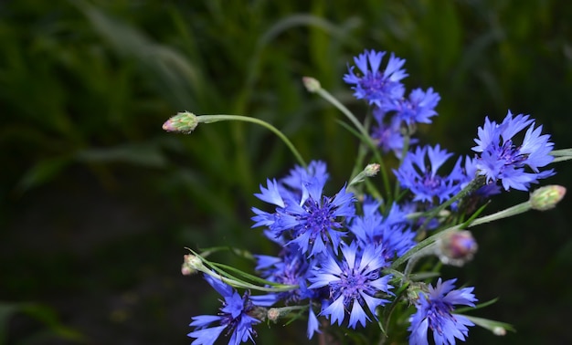 Buquê de flores azuis em uma grama