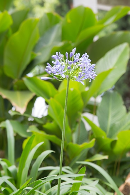 buquê de flores azuis.