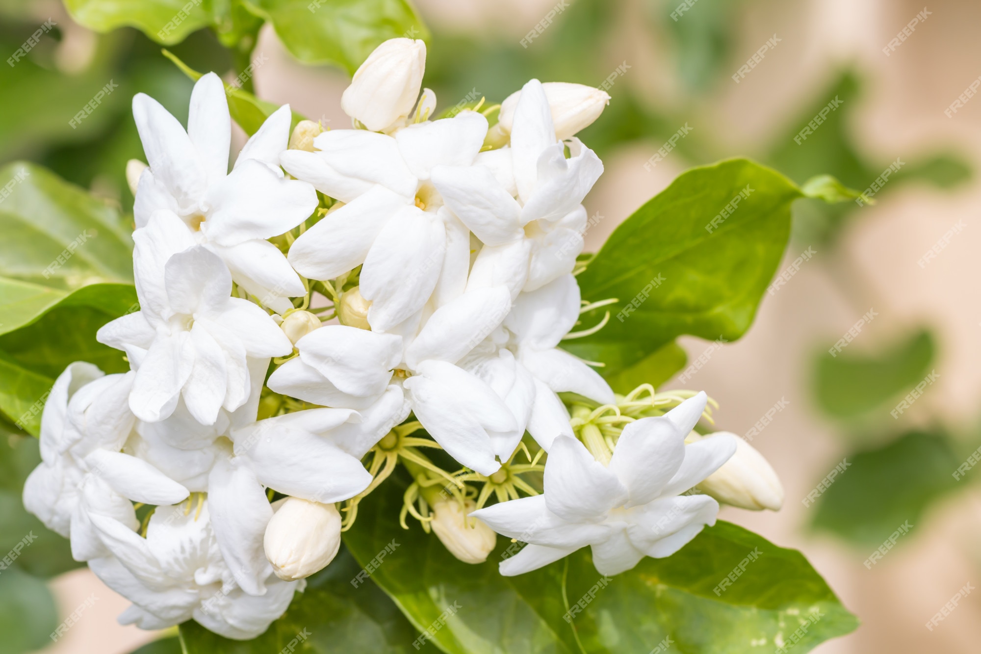 Buquê de flores brancas, jasmim (jasminum sambac l.) | Foto Premium