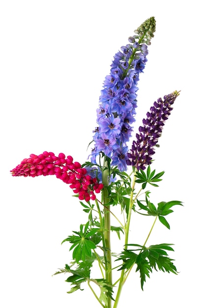 Buquê de flores coloridas de lupinus e delphinium isoladas no fundo branco