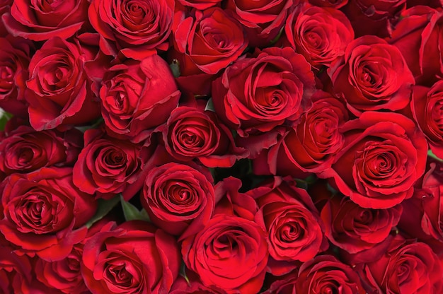 Foto buquê de flores coloridas de rosas vermelhas para uso como pano de fundo.