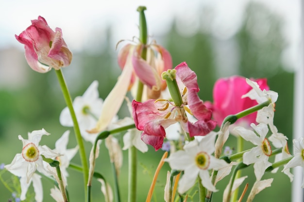 Buquê de flores da primavera desbotada, tulipas e narcisos brancos secaram