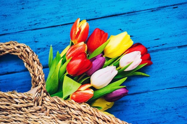 Buquê de flores da primavera na cesta de palha de vime Lindas tulipas em madeira rústica cor brilhante fundo azul turquesa Espaço de cópia de vista superior plana