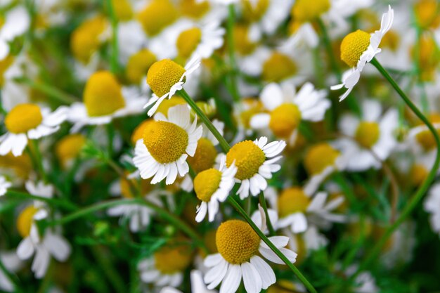 Buquê de flores de camomila branca de margaridas perto de fundo de conceito de natureza de foco seletivo