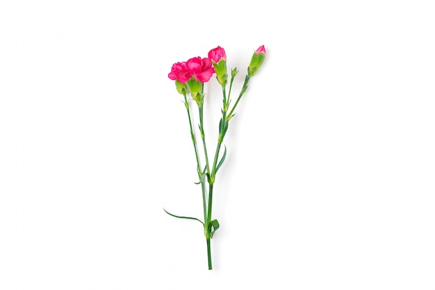 Buquê de flores de cravo rosa diferentes isolado