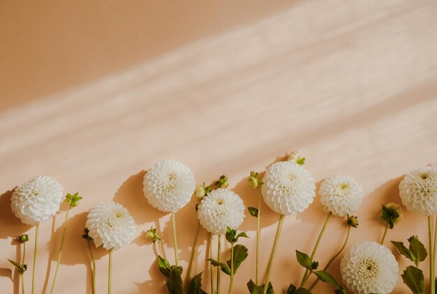 Buquê de flores de dálias brancas de outono em fundo bege com sombras vista superior espaço de cópia