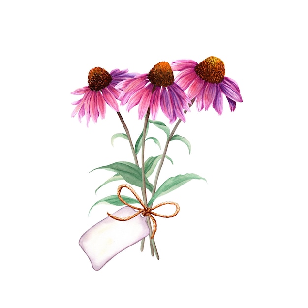 Foto buquê de flores de ervas echinacea com ilustração em aquarela de rótulo isolada em branco
