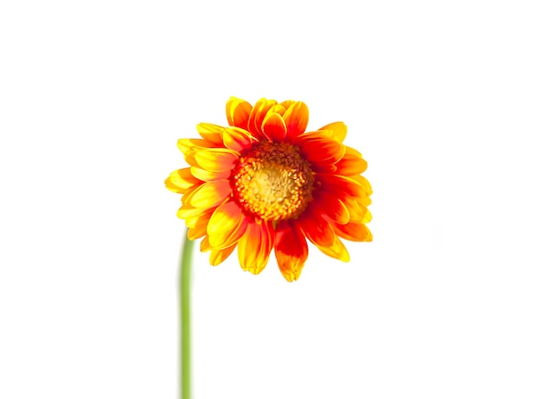 Buquê de flores de gerbera laranja brilhante em vaso de vidro