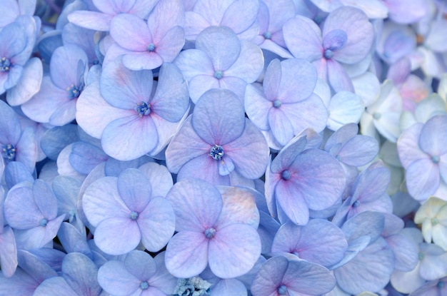 Foto buquê de flores de hortênsia azul close-up