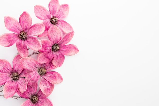 Buquê de flores de magnólia rosa isoladas no fundo branco, cópia espaço, vista superior, plana leiga.