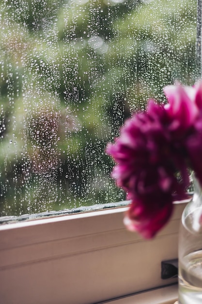 Buquê de flores de peônia roxa desfocado em uma janela com gotas de chuva e fundo de árvore verde turva