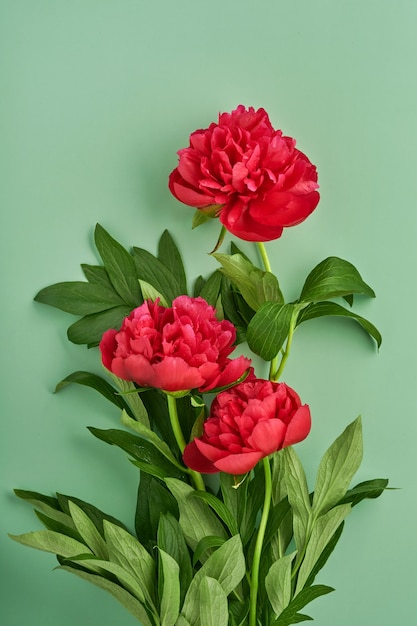 Buquê de flores de peônia vermelha linda sobre fundo verde, vista superior, cópia espaço, plano-lay. Dia dos namorados, plano de fundo do dia das mães.