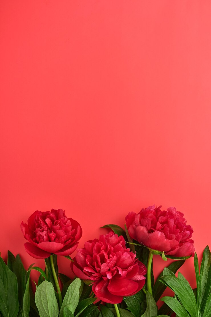 Foto buquê de flores de peônia vermelha linda sobre fundo vermelho, vista superior, cópia espaço, plano-lay. dia dos namorados, plano de fundo do dia das mães.