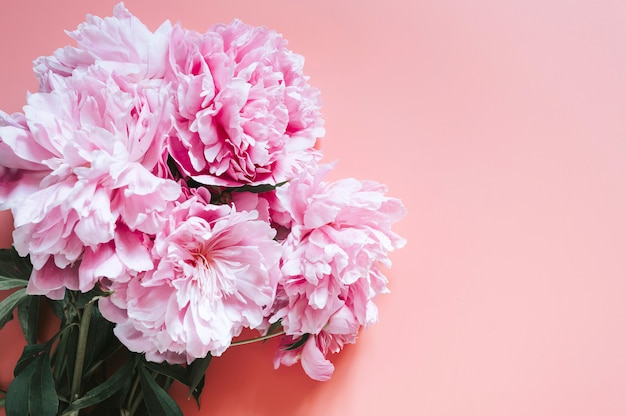 Buquê de flores de peônias em um fundo rosa vibrante