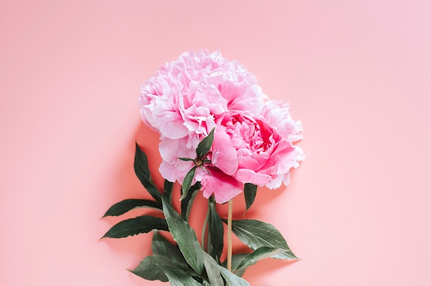 Buquê de flores de peônias em um fundo rosa vibrante