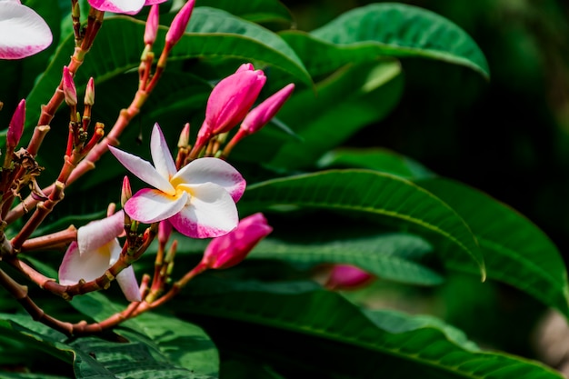 Buquê de flores de plumeria, branco, rosa, contra um fundo verde folha.