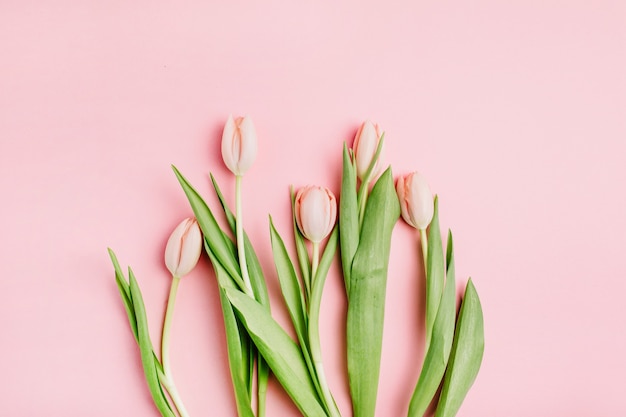 Buquê de flores de tulipa rosa pastel em fundo rosa. Camada plana, vista superior