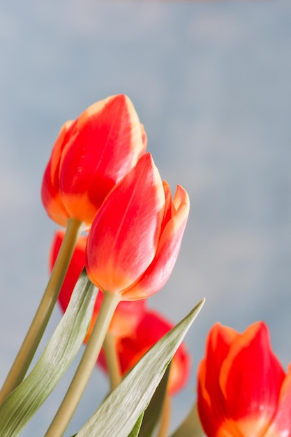 Buquê de flores de tulipas em fundo azul com espaço de cópia para mensagem de saudação Foco seletivo