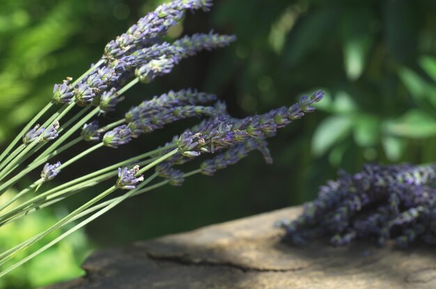 Buquê de flores frescas de lavanda em um fundo de folhas verdes nos raios de sol com foco seletivo