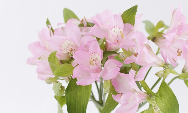 Buquê de flores isolado em um fundo claro