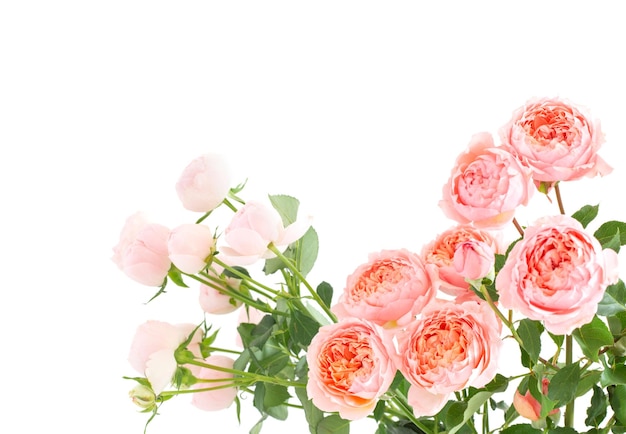Buquê de flores lindas rosas isolado no fundo branco