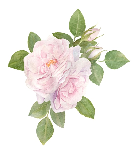 Buquê de flores rosa em aquarela desenhada à mão