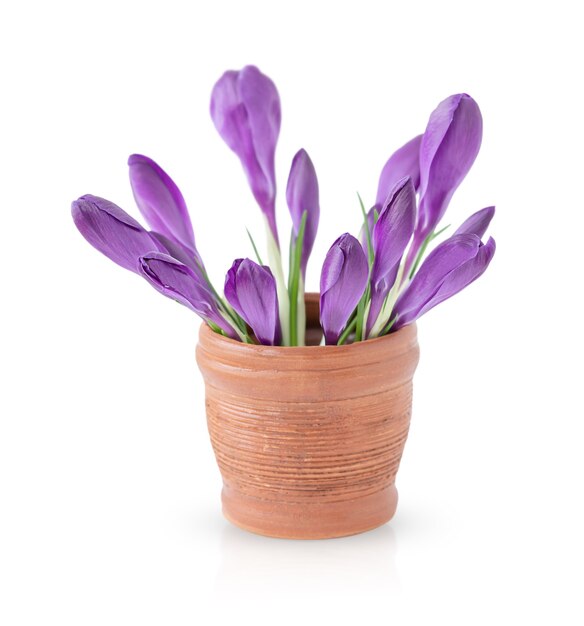 Buquê de flores roxas de açafrão em um vaso de argila marrom isolado no fundo branco