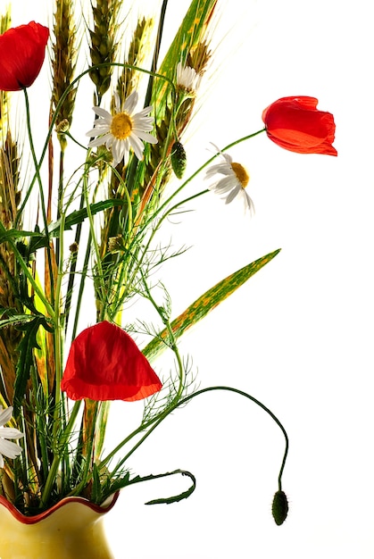 Buquê de flores silvestres com trigo, papoula e margarida olho de boi isoladas em branco. Profundidade de campo rasa.