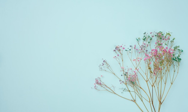 Buquê de flores silvestres secas em um fundo azul