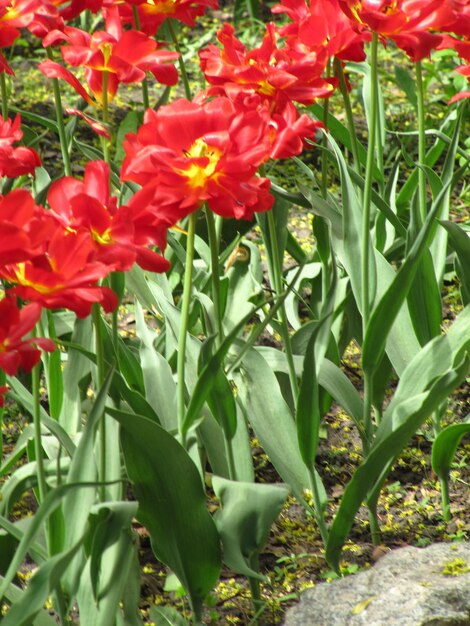 Buquê de flores silvestres tulipa florescendo no jardim