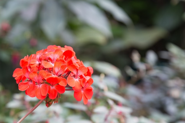 buquê de flores vermelhas.