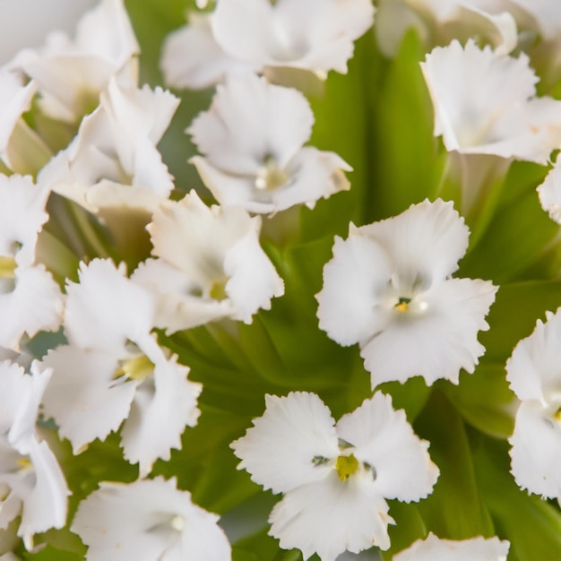 Foto buquê de flores