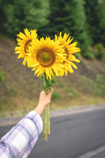 Buquê de girassóis nas mãos femininas contra o pano de fundo da natureza