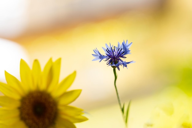 Buquê de girassóis petúnias cravos e outras flores silvestres e canteiros de flores