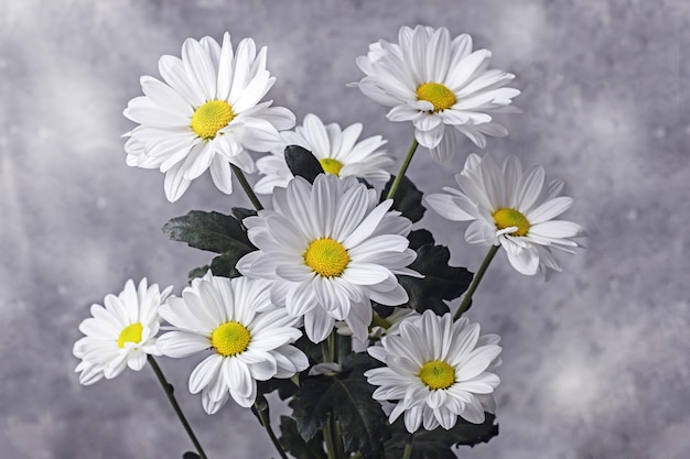 Buquê de grandes flores de camomila branca Levcantemella sobre fundo claro