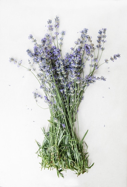 buquê de lavanda de fundo branco