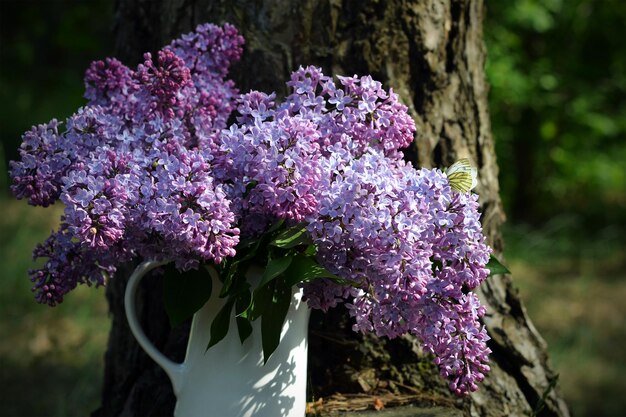 buquê de lilas em uma jarra branca ainda vida no jardim