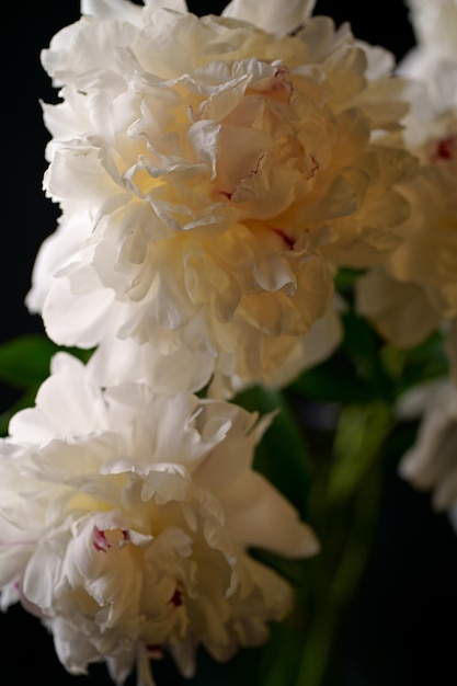 Buquê de lindas flores de peônia em closeup de fundo escuro